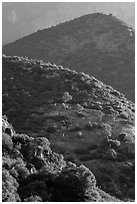 Sierra Nevada foothills in spring. Sequoia National Park ( black and white)