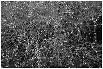 Branches and yellow blooms. Sequoia National Park ( black and white)