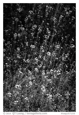 White and yellow wildflowers. Sequoia National Park (black and white)