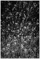 White and yellow wildflowers. Sequoia National Park ( black and white)