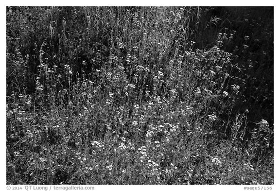 Carpet of yellow and white flowers. Sequoia National Park (black and white)
