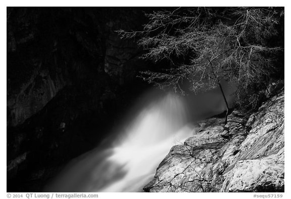 Tree and water flowing in gorge, Marble Fall. Sequoia National Park (black and white)