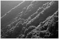 Forested canyon slopes, Marble fork of Kaweah River. Sequoia National Park ( black and white)