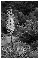 Flowering yucca and trees in spring. Sequoia National Park ( black and white)
