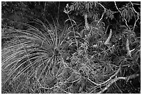 Wildflowers and buckeye blooms. Sequoia National Park ( black and white)