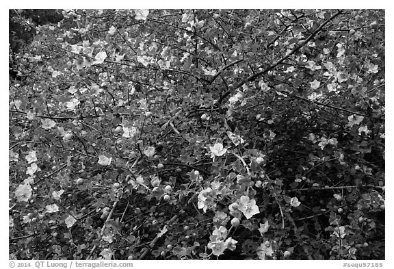 Multiple yellow blooms on tree. Sequoia National Park (black and white)