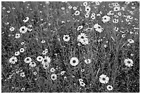 Yellow flowers carpetting the ground. Sequoia National Park ( black and white)