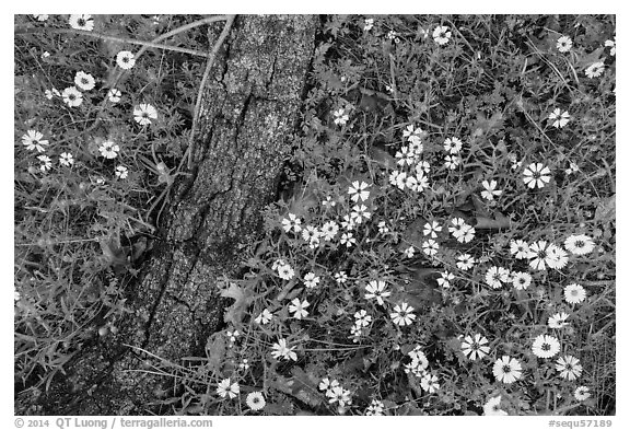 Ground view with yellow wildflowers and fallen oak branch. Sequoia National Park (black and white)