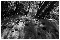 Mortar holes and oak trees near Hospital Rock. Sequoia National Park ( black and white)