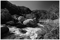 Middle Fork of Kaweah River near Hospital Rock. Sequoia National Park ( black and white)