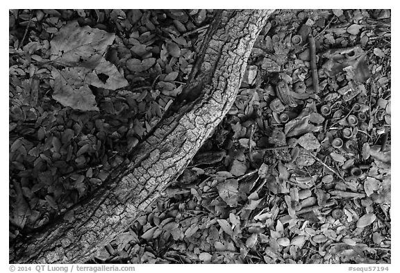 Ground view with branch under oak tree. Sequoia National Park (black and white)