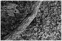 Ground view with branch under oak tree. Sequoia National Park ( black and white)