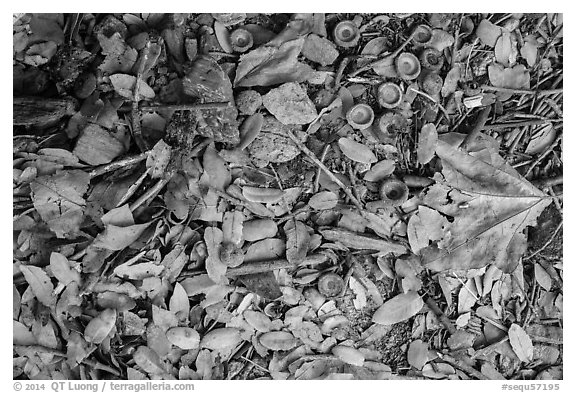 Ground view with fallen acorns. Sequoia National Park (black and white)