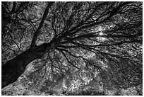Looking up branches of oak tree in spring and sun. Sequoia National Park ( black and white)