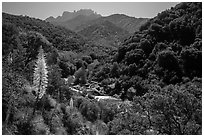 Yucca and Middle Fork of the Kaweah River. Sequoia National Park ( black and white)