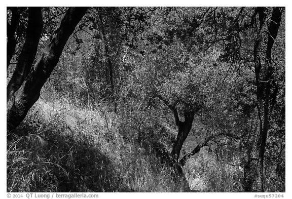 Oak trees and grasses in spring near Ash Peaks. Sequoia National Park (black and white)