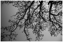 Looking up branches of oak tree with new leaves. Sequoia National Park ( black and white)
