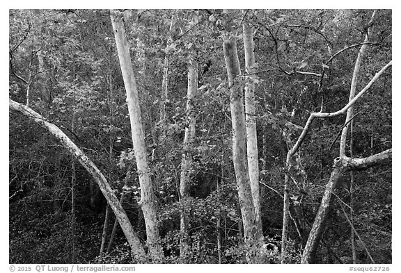Trees in autumn, foothills. Sequoia National Park (black and white)