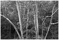 Trees in autumn, foothills. Sequoia National Park ( black and white)