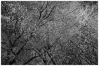 Tangle of bare tree branches and branches with faded leaves. Sequoia National Park ( black and white)