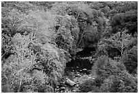Middle Fork of the Kaweah River in autumn. Sequoia National Park ( black and white)