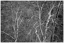 Lightly colored trunks and branches with leaves in autumn colors. Sequoia National Park ( black and white)