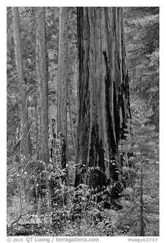 Dogwood and sequoias in autumn. Sequoia National Park (black and white)