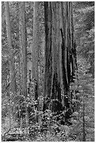 Dogwood and sequoias in autumn. Sequoia National Park ( black and white)
