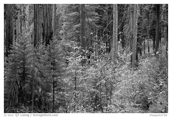 Dogwoods in autumn foliage and sequoia forest. Sequoia National Park (black and white)