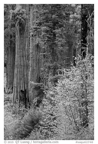Dogwoods in fall foliage and sequoia trees. Sequoia National Park (black and white)