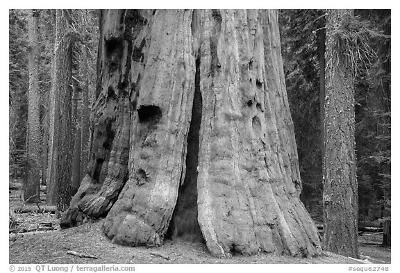 Base of General Lee tree, Giant Forest. Sequoia National Park (black and white)
