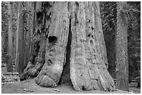 Base of General Lee tree, Giant Forest. Sequoia National Park ( black and white)