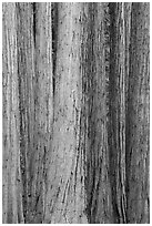 Tightly clustered sequoia tree trunks. Sequoia National Park ( black and white)