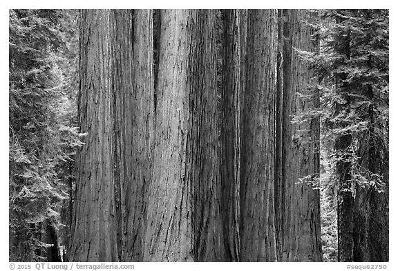 Densely clustered sequoia tree trunks, Giant Forest. Sequoia National Park (black and white)