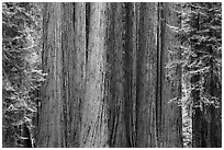 Densely clustered sequoia tree trunks, Giant Forest. Sequoia National Park ( black and white)