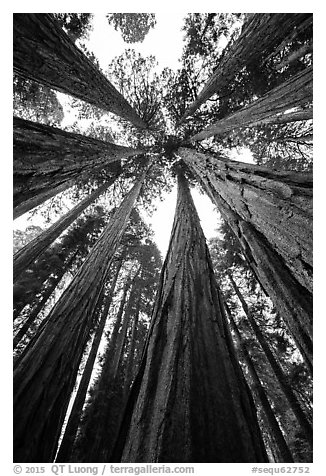 Looking skywards grove of sequoia trees. Sequoia National Park (black and white)