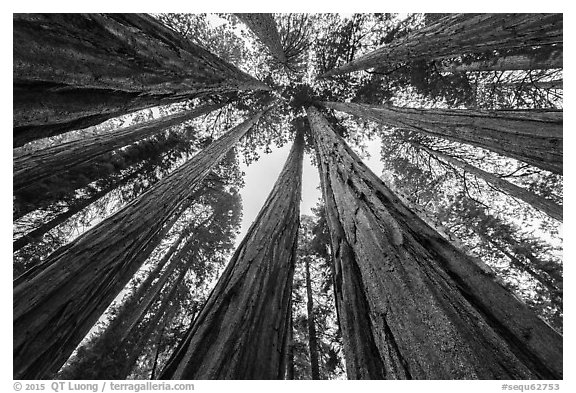 Upwards view of grove of sequoia trees. Sequoia National Park (black and white)