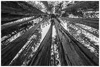 Upwards view of grove of sequoia trees. Sequoia National Park ( black and white)