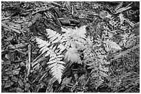 Close-up of ferns and bark from giant sequoias. Sequoia National Park ( black and white)