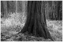 Sequoia trees bordering meadow in autumn, Giant Forest. Sequoia National Park ( black and white)