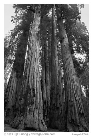 Looking upwards Senate group of sequoias. Sequoia National Park (black and white)