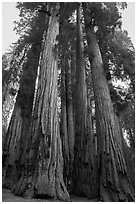 Looking upwards Senate group of sequoias. Sequoia National Park ( black and white)