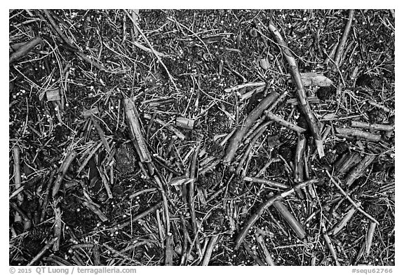 Close-up of ground with fallen branches, needles, and hailstones. Sequoia National Park (black and white)