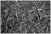 Close-up of ground with fallen branches, needles, and hailstones. Sequoia National Park ( black and white)