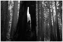 Hollowed sequoia tree, Giant Forest. Sequoia National Park ( black and white)
