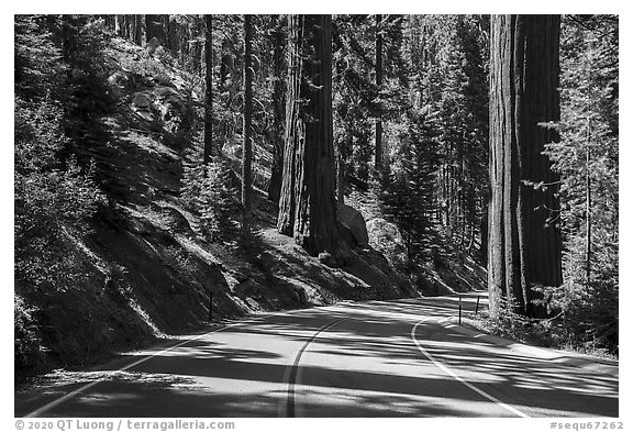 Generals Highway. Sequoia National Park (black and white)
