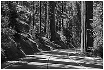 Generals Highway. Sequoia National Park ( black and white)