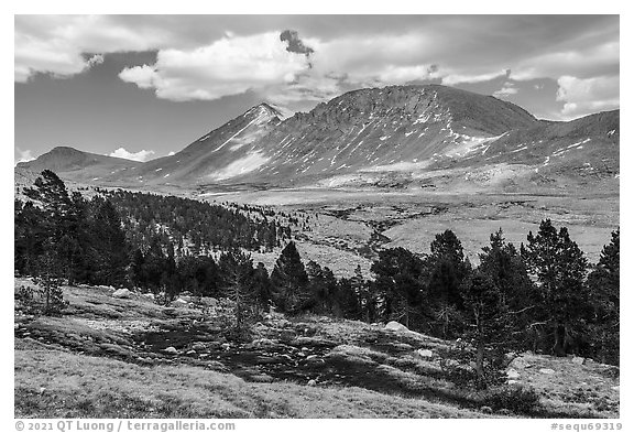 Treeline, Tyndall Creek. Sequoia National Park (black and white)