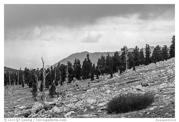 Pine trees at treeline, Tyndall Creek. Sequoia National Park (black and white)