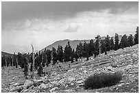 Pine trees at treeline, Tyndall Creek. Sequoia National Park ( black and white)